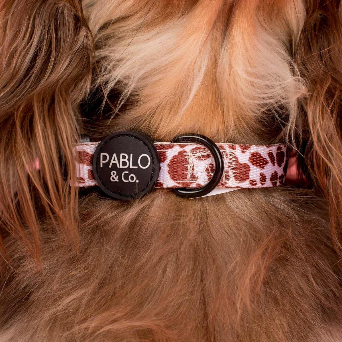 Rodeo: Collar
