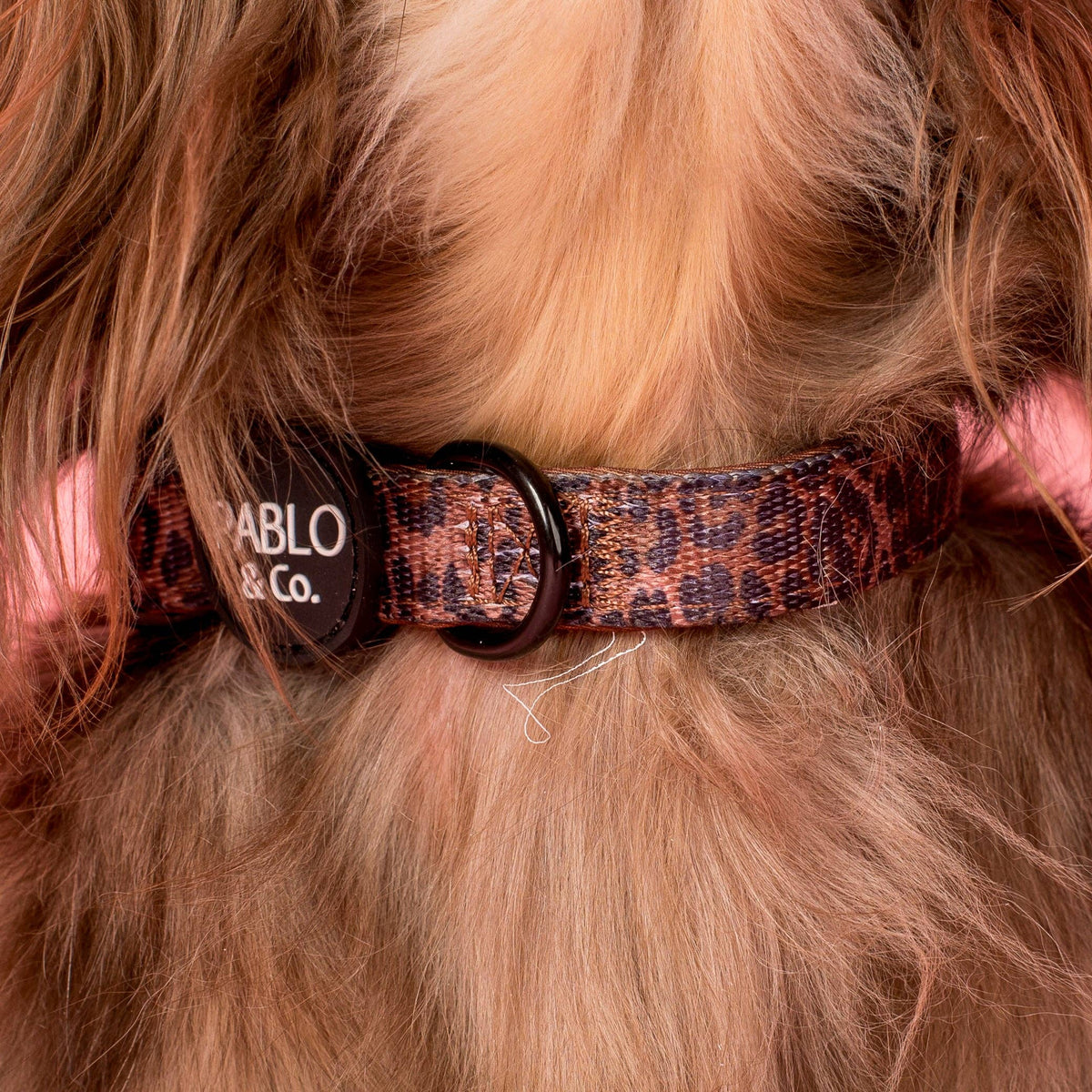 Leopard: Collar