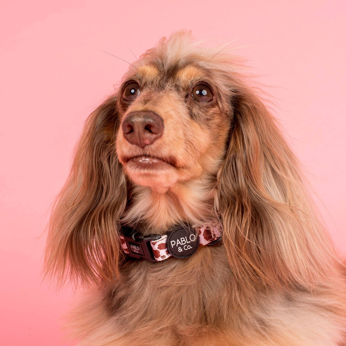 Rodeo: Collar